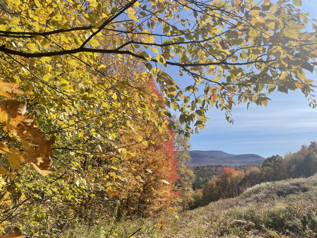 Leaves turn golden in October on Sheep Hill in Williamstown, Mass.