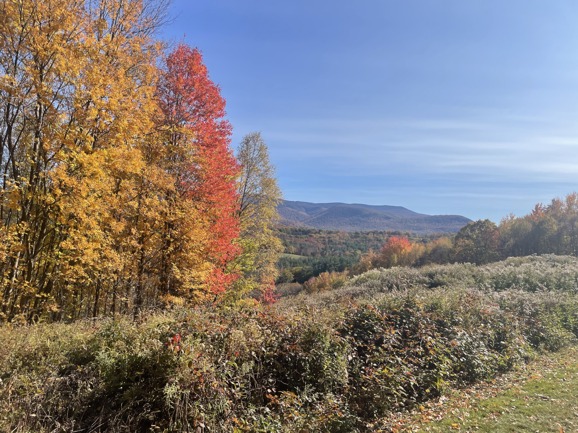 Leaves turn golden in October on Sheep Hill in Williamstown, Mass. Photo by Kate Abbott