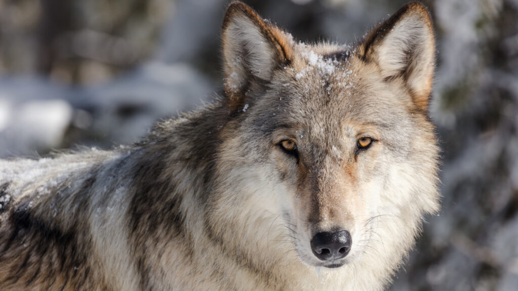 A wolf stands in the snow, looking into the camera lens close up in Yellowstone National Park. Public Domain image