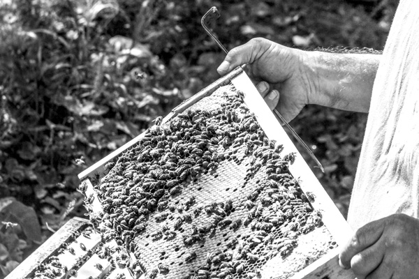 A battle over saving bees