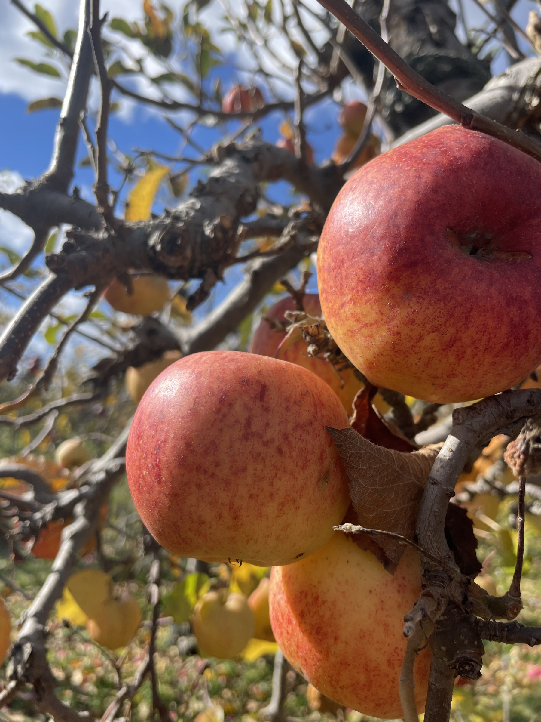 Cortland apples ripen at Lakeview Orchard in Cheshire. Photo by Kate Abbott