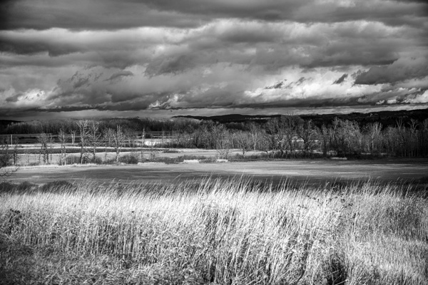 Endangered owls meet solar panels