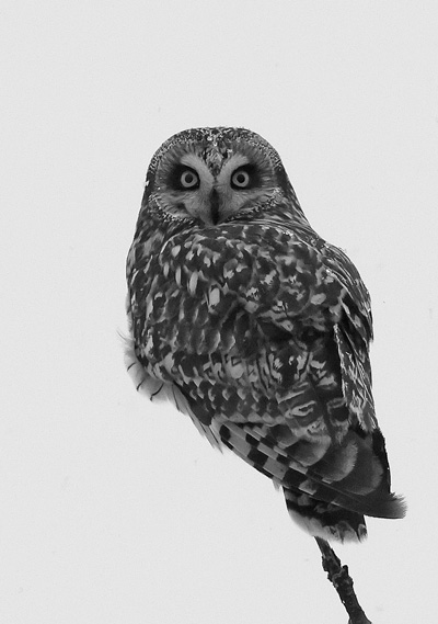 The Fort Edward grasslands is considered vital to the survival of the endangered short-eared owl in New York. Although the owls were once common in the state, only 50 to 100 breeding pairs remain. Courtesy photo/Gordon Ellmers The Fort Edward grasslands is considered vital to the survival of the endangered short-eared owl in New York. Although the owls were once common in the state, only 50 to 100 breeding pairs remain. Courtesy photo/Gordon Ellmers