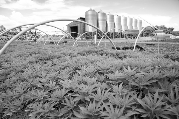 From hemp, cures for body and soil