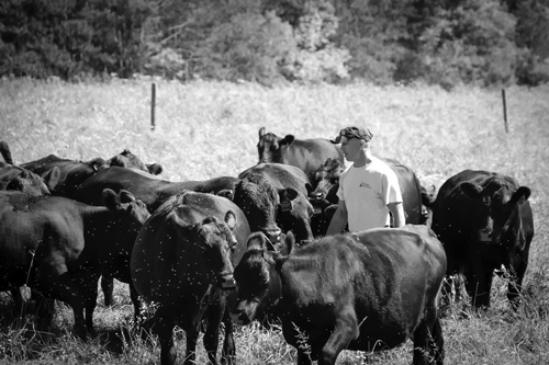 Breeder of grass-fed cattle challenges conventions