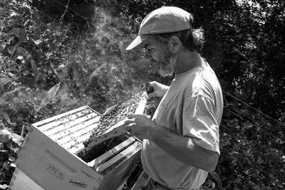 Hives of controversy