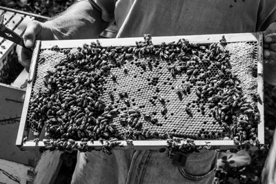 In Mass., a hot debate over saving bees