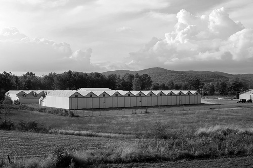 Local agriculture’s new frontier: medical pot?