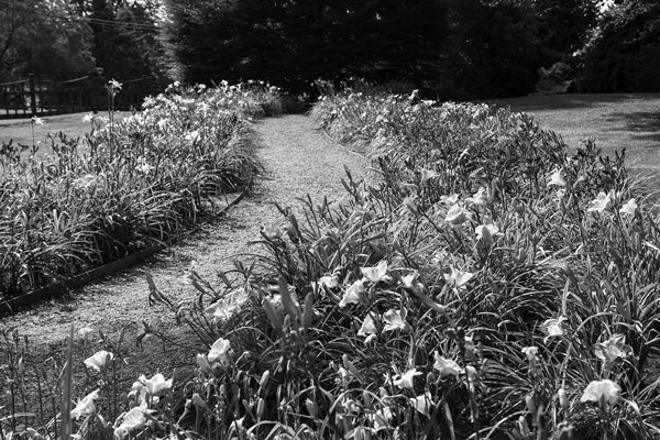 A winding path is lined by lilies at Berkshire Botanical Garden, which recently expanded its land area for the first time in its nearly 90-year history. Susan Sabino photo