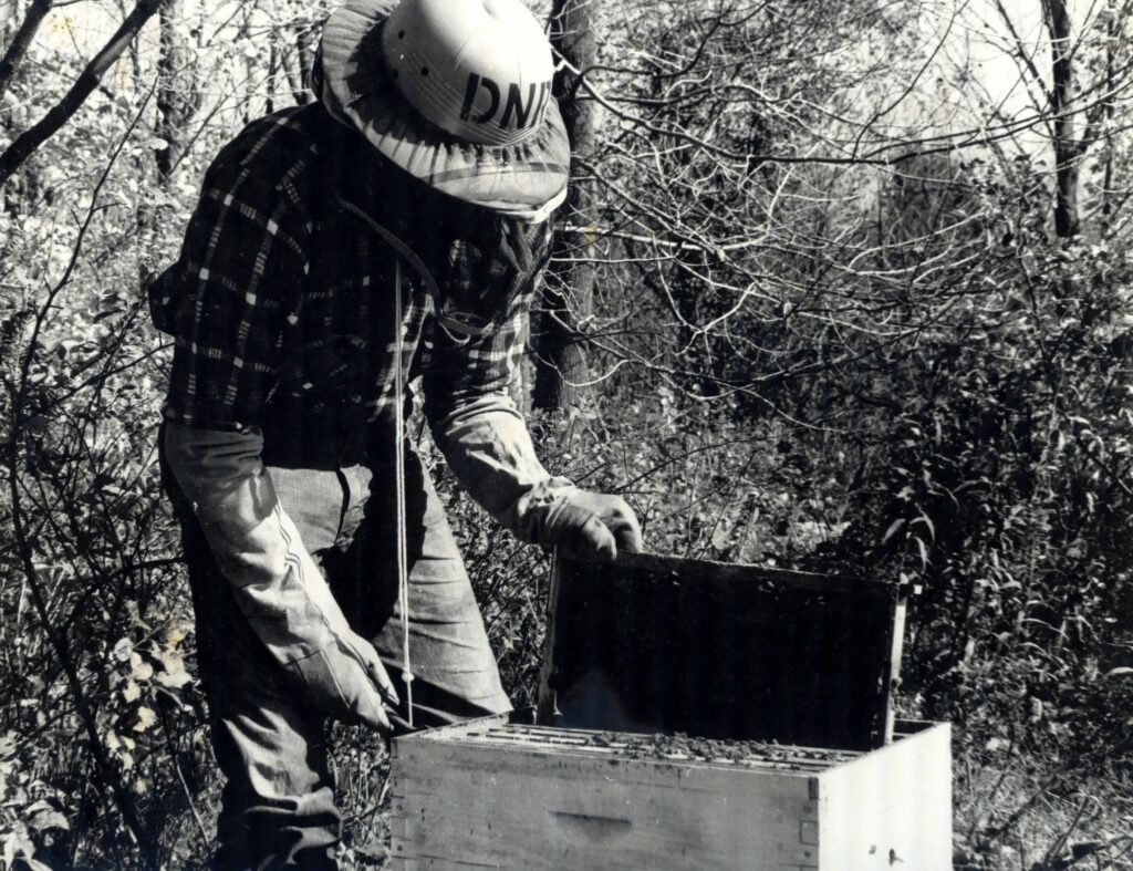 A student checks the bee hives at the Center for Resourceful Living. Press photo courtesy of the Archives of Freel Library, Massachusetts College of Liberal Arts