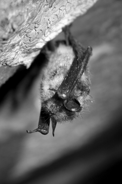 New hope for bats
